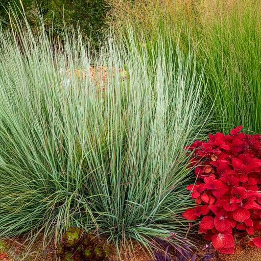 Andropogon Standing Ovation - Bakker