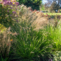 Seslérie des landes - Sesleria nitida - Bakker