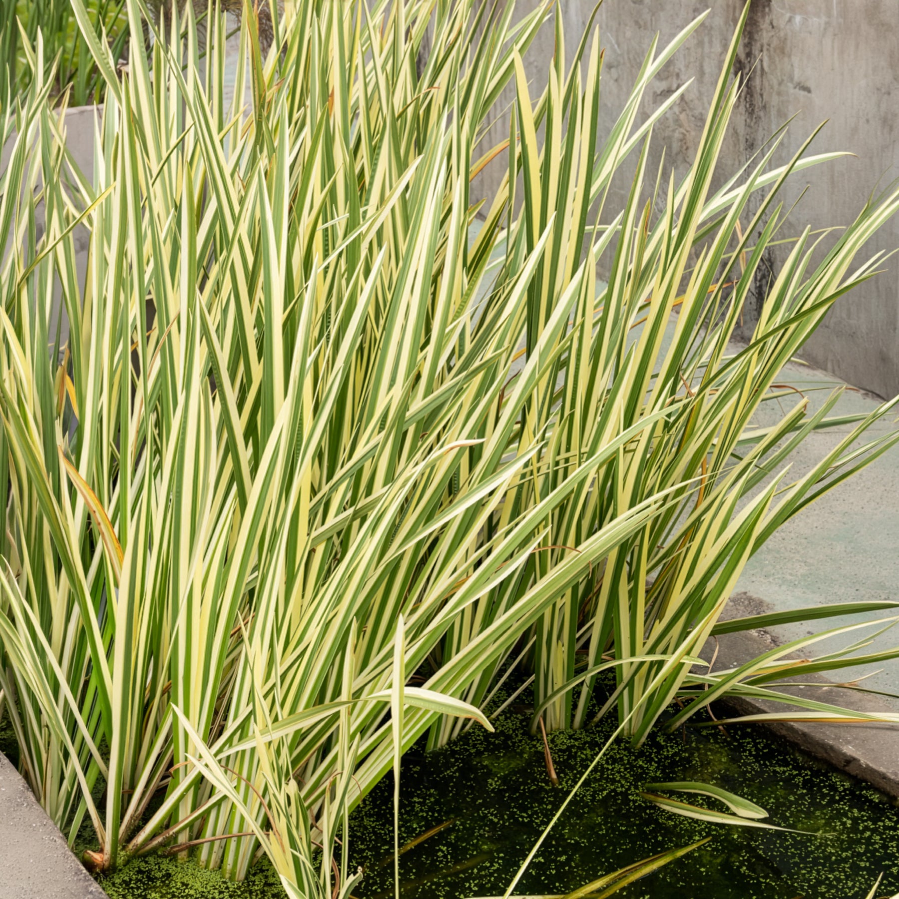 Plantes de berge - Acore odorant panaché - Acorus calamus variegatus