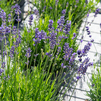 Lavande vraie Munstead - Lavandula angustifolia 'munstead' - Bakker