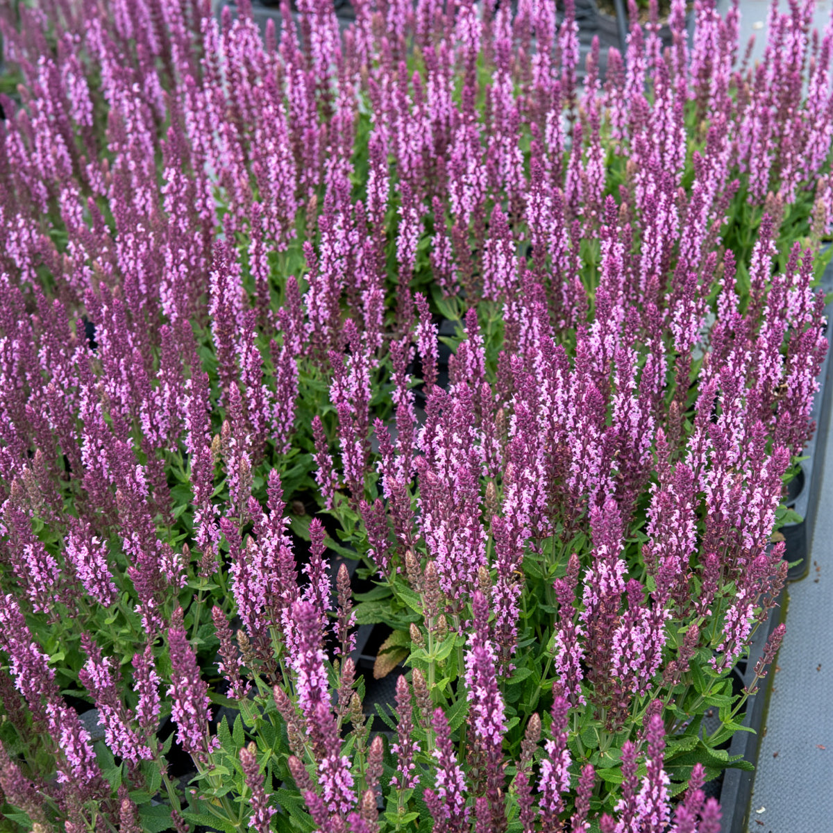 Sauges - Sauge des bois rose clair - Salvia nemorosa sensation pink