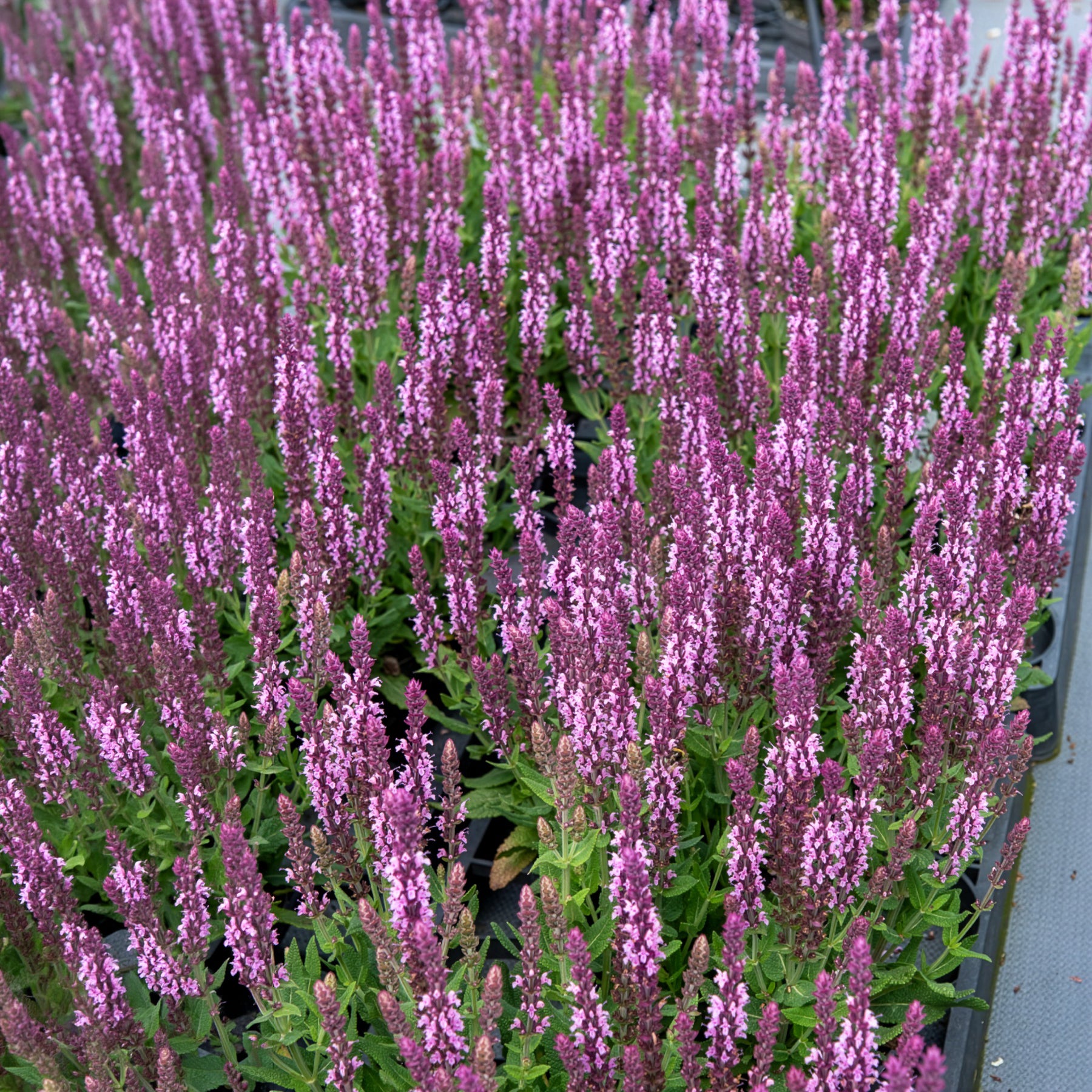 Salvia nemorosa sensation pink - Sauge des bois rose clair - Sauges