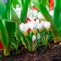 Crocus Ard Schenk - 10 Crocus Ard Schenk - Bulbes de Crocus