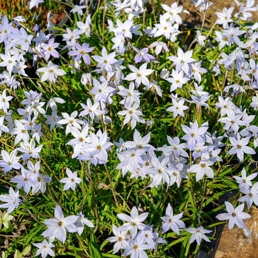 15 Etoiles de printemps Wisley Blue - Ipheion uniflorum 'wisley blue' - Bakker