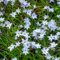 15 Etoiles de printemps Wisley Blue - Bakker