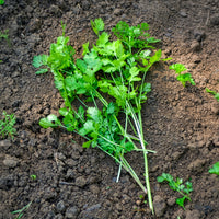 Plant de Coriandre - Bakker
