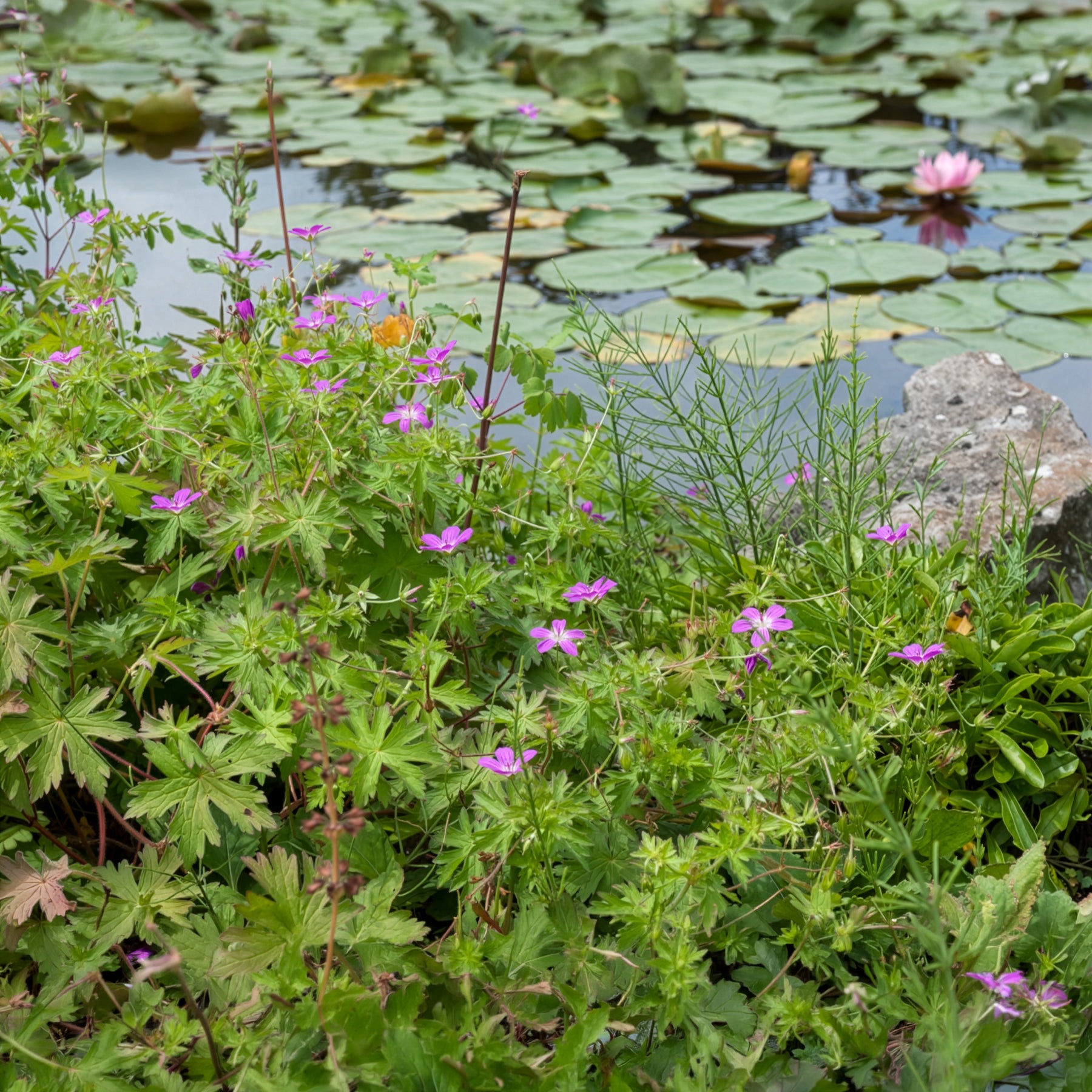 Geranium palustre - Géraniums des marais - Géraniums