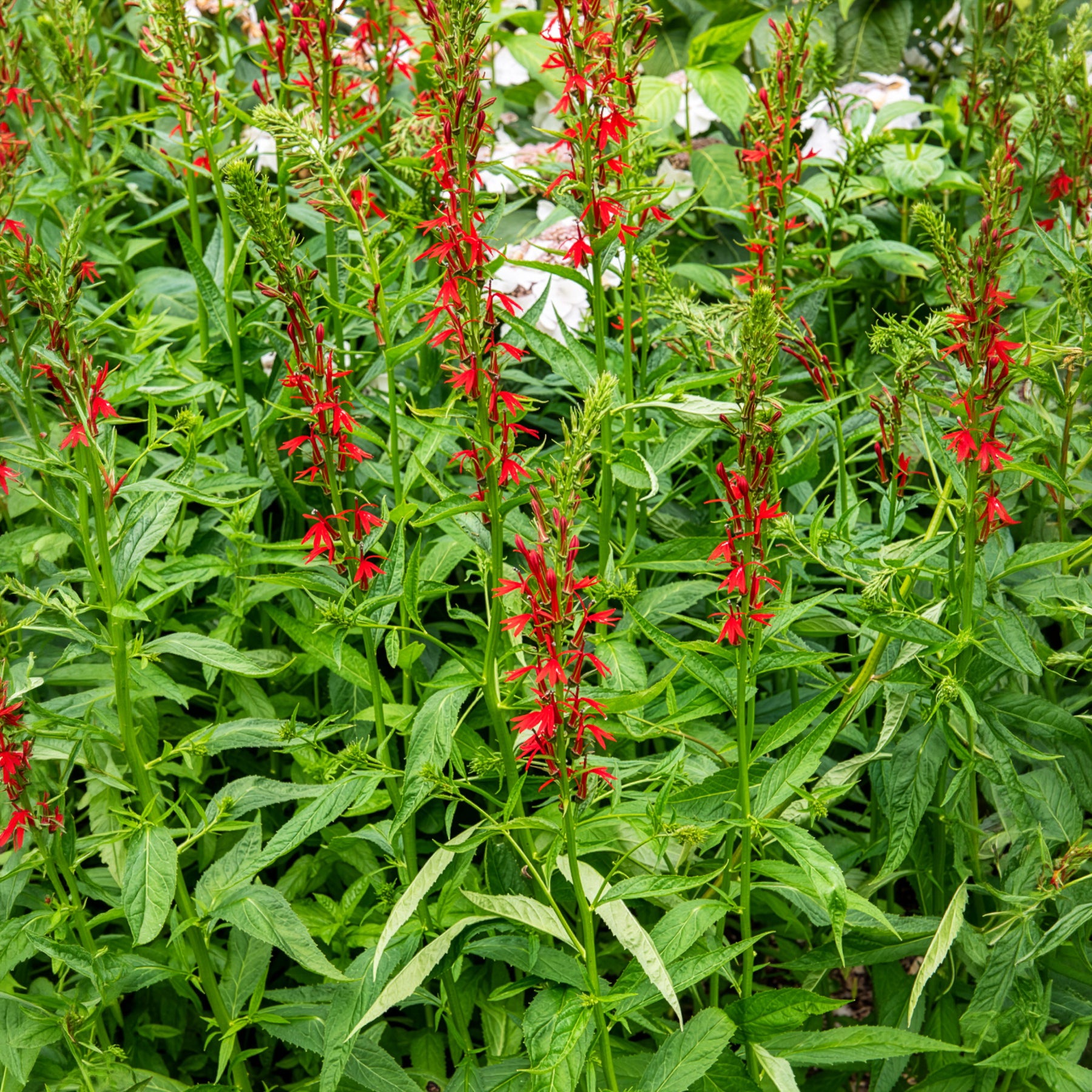 Toutes les plantes de bassin - Lobélie cardinale - Lobelia cardinalis