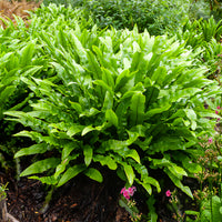 Fougère scolopendre - Asplenium scolopendrium - Bakker