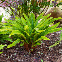 Plantes vivaces - Fougère scolopendre - Asplenium scolopendrium