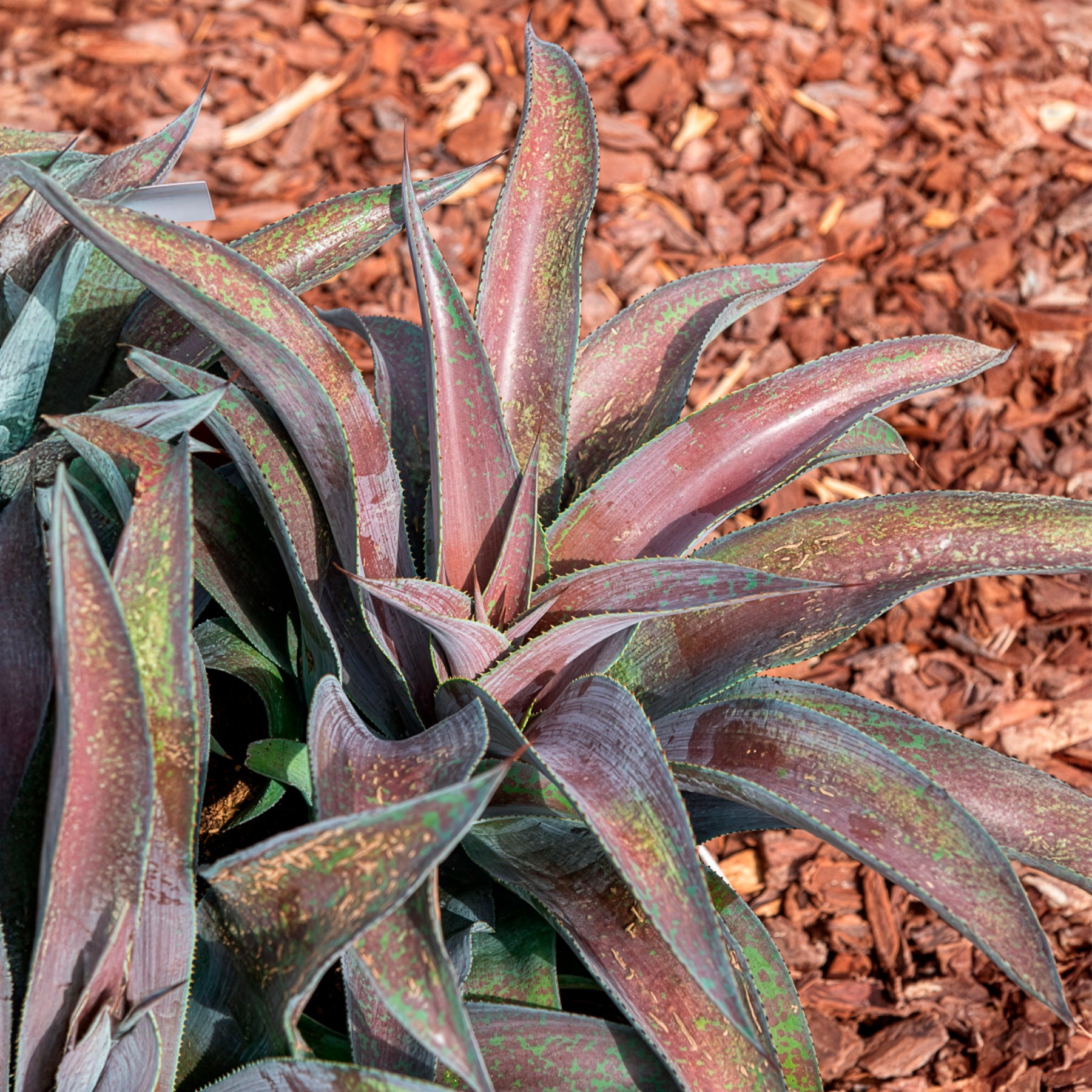 Mangave Mission to Mars ® - Agave manfredii Mission to Mars ® (Mangave) - Bakker