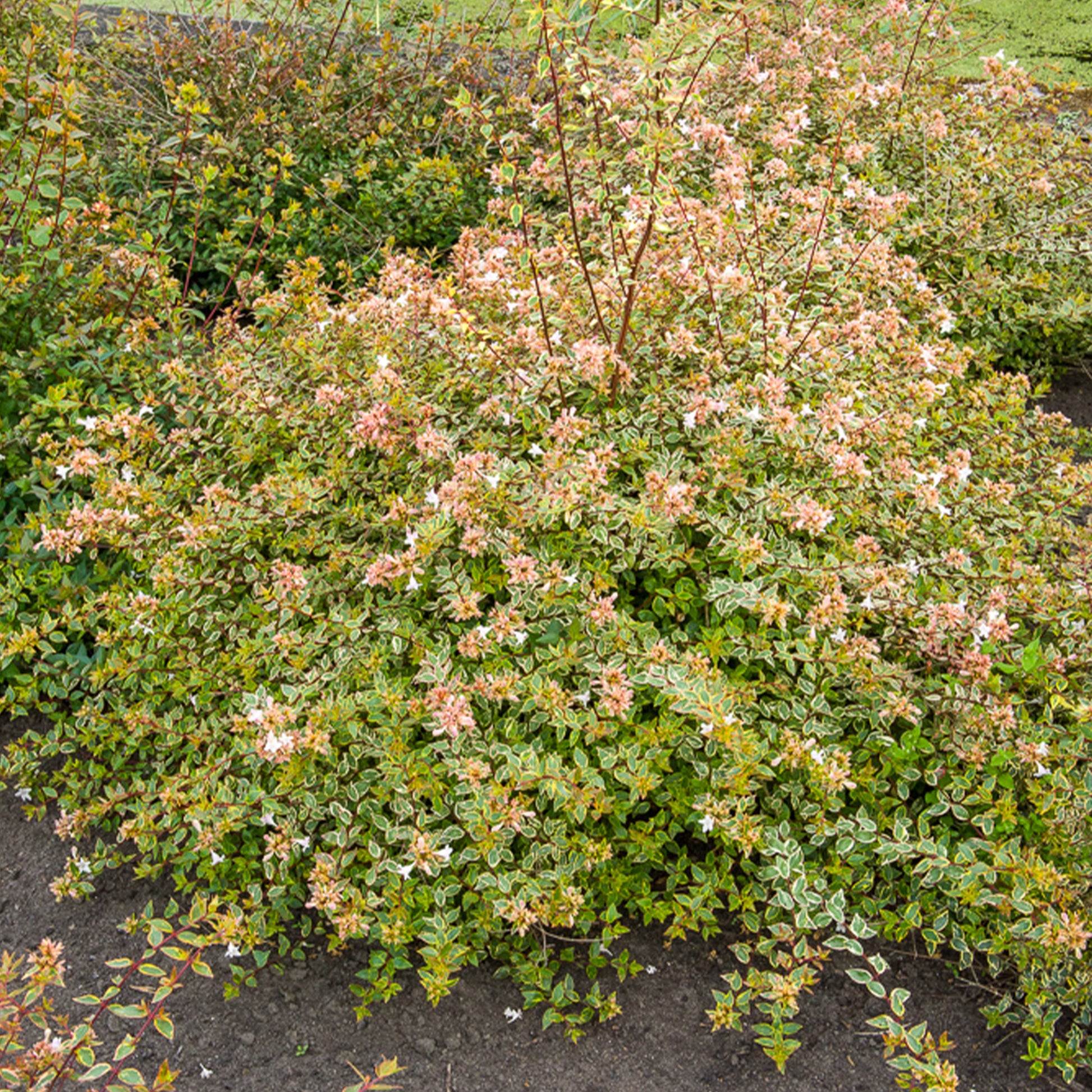 Abelia grandiflora Sunshine Daydream ® - Abélia à grandes fleurs Sunshine Daydream® - Abélia