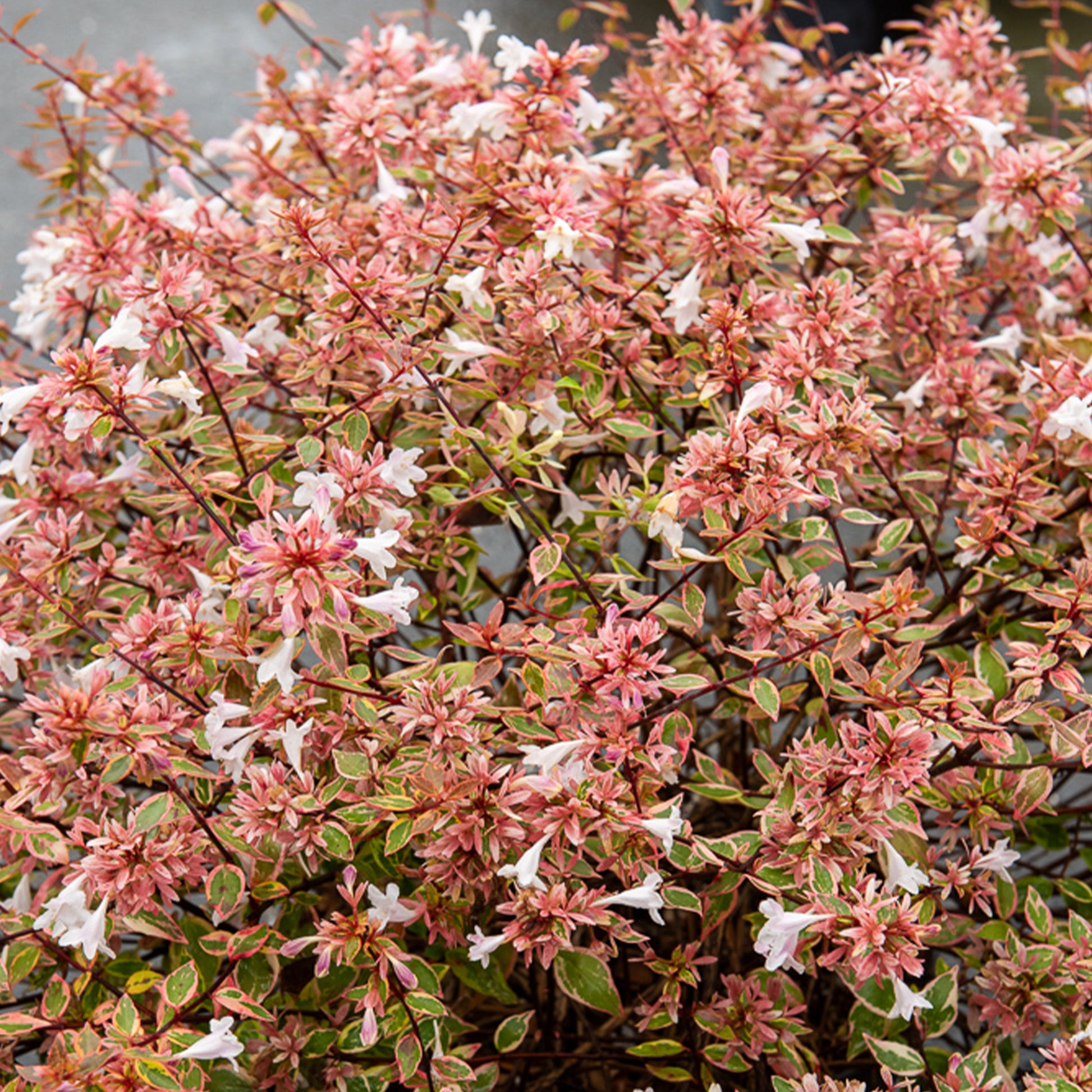 Abélia à grandes fleurs Sunshine Daydream® - Abelia grandiflora Sunshine Daydream ® - Bakker