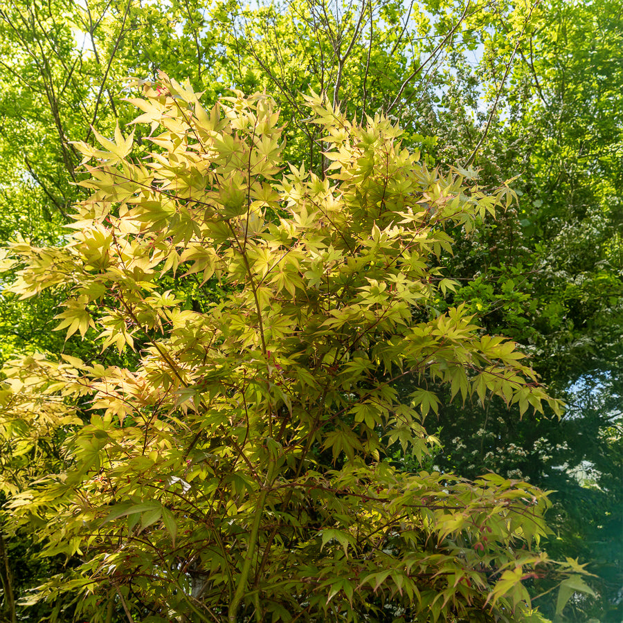Érable du Japon - Erable du Japon Osakazuki - Acer palmatum Osakazuki