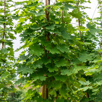 Érable - Erable plane - Acer platanoides
