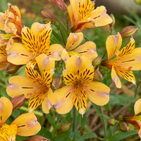 Lys des Incas - Alstroémère Duc d'Anjou Nicolas - Alstroemeria Duc d'Anjou Nicolas - Bakker