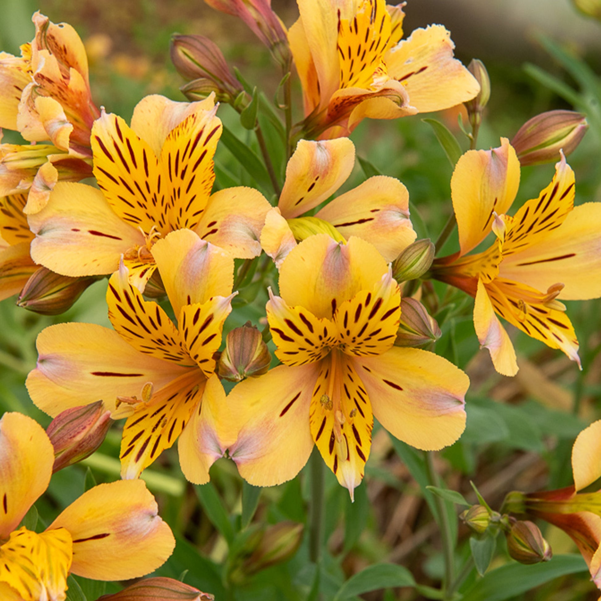 Lys des Incas - Alstroémère Duc d'Anjou Nicolas - Alstroemeria Duc d'Anjou Nicolas - Bakker