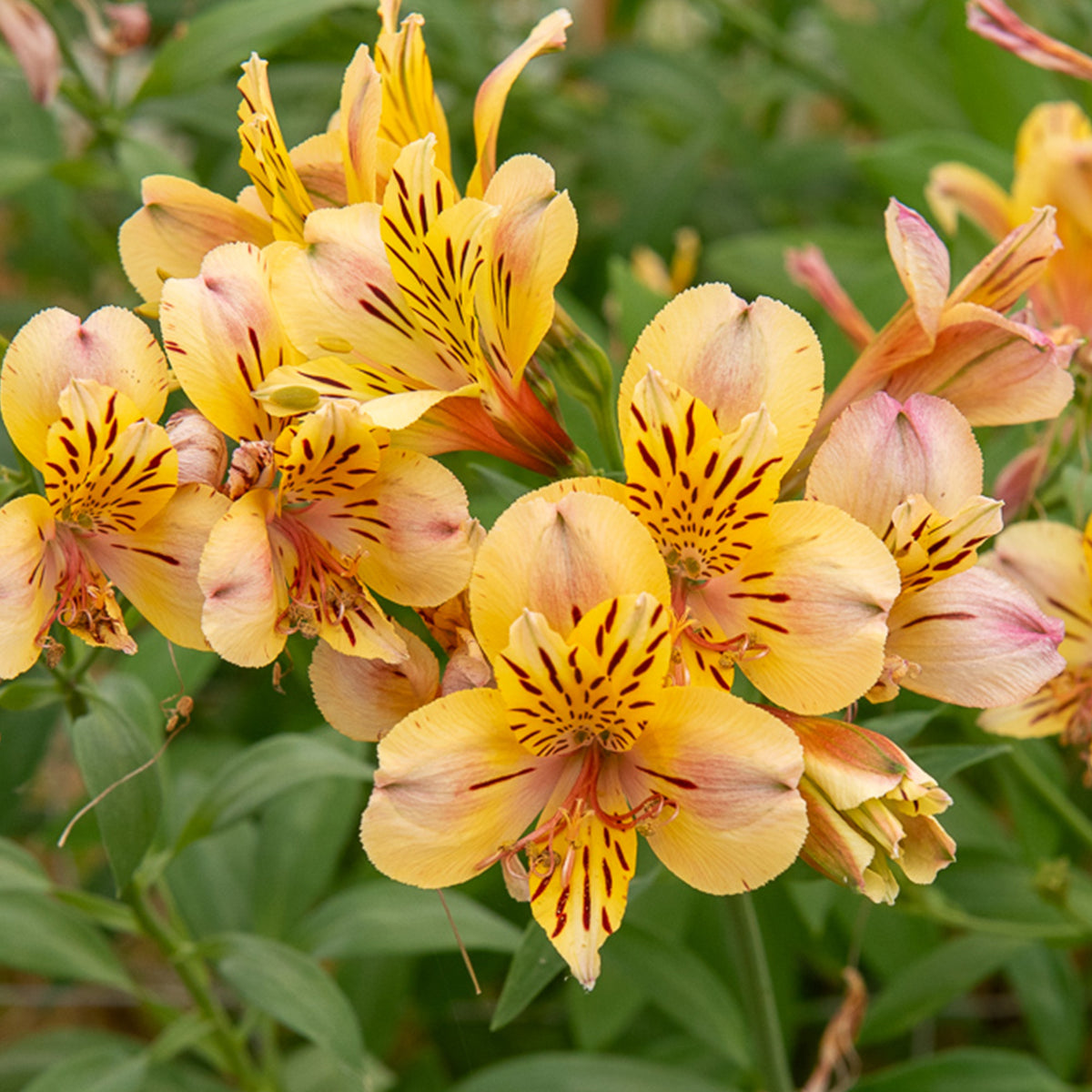Lys des Incas - Alstroémère Majestic Layon - Alstroemeria Majestic Layon - Bakker