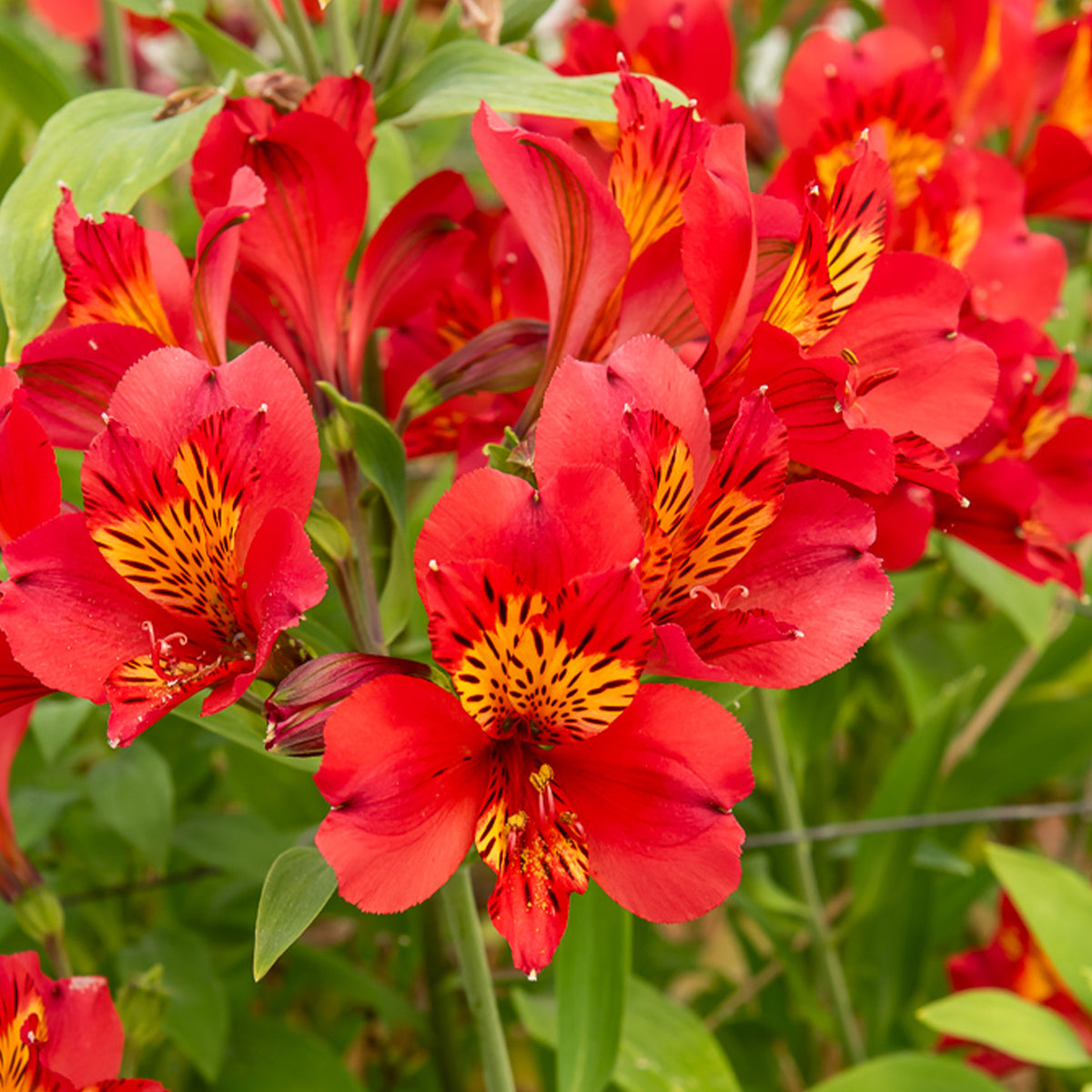Lys des Incas - Alstroémère Majestic Liré - Alstroemeria Majestic Liré - Bakker