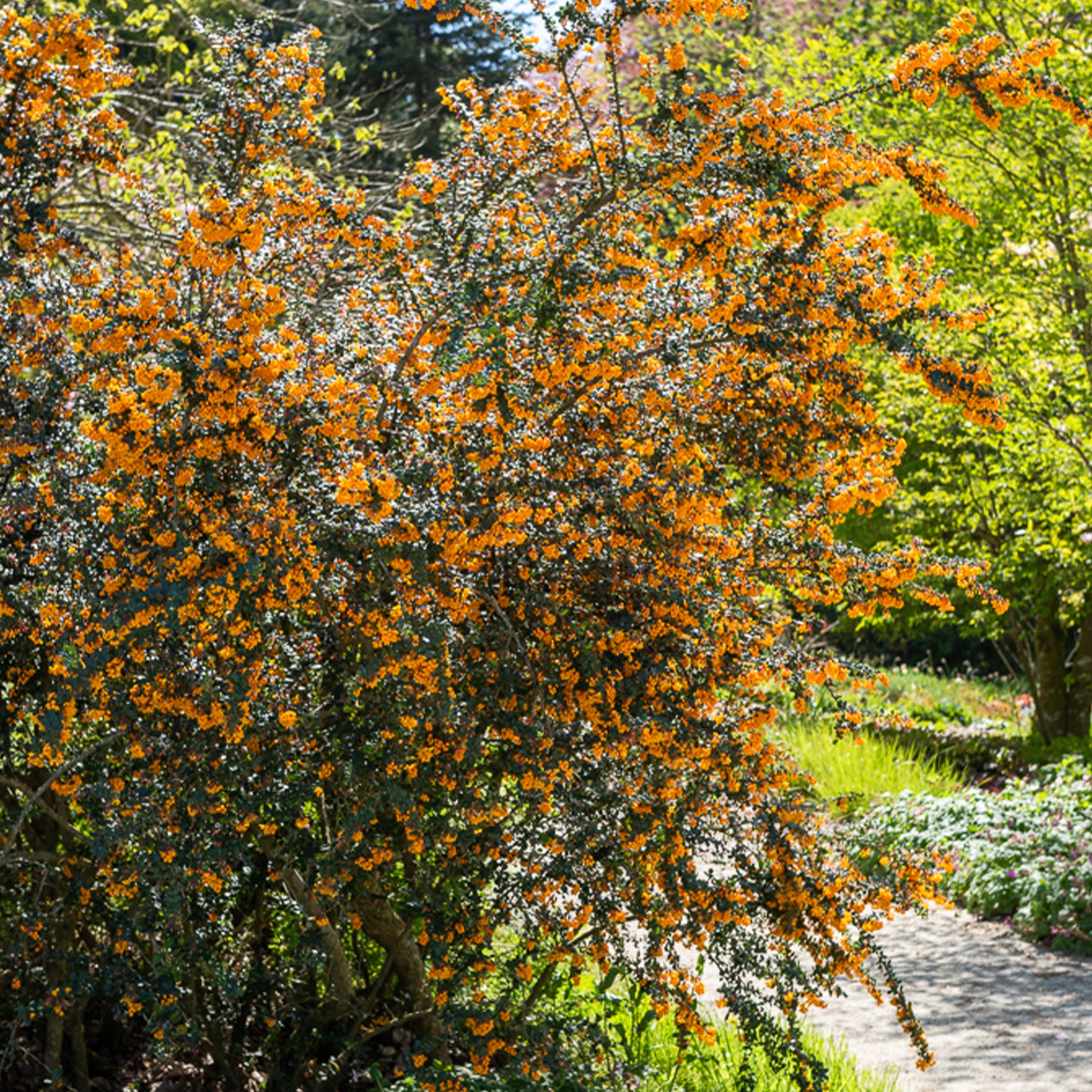 Berberis - Épine-vinette - Épine-vinette - Berberis darwinii