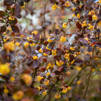 Épine-vinette Superba - Berberis ottawensis Superba - Bakker