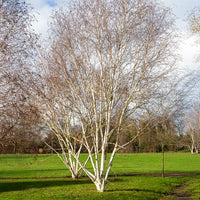 Betula utilis jaquemontii Doorenbos - Bouleau de l'Himalaya Doorenbos - Bouleau - Betula