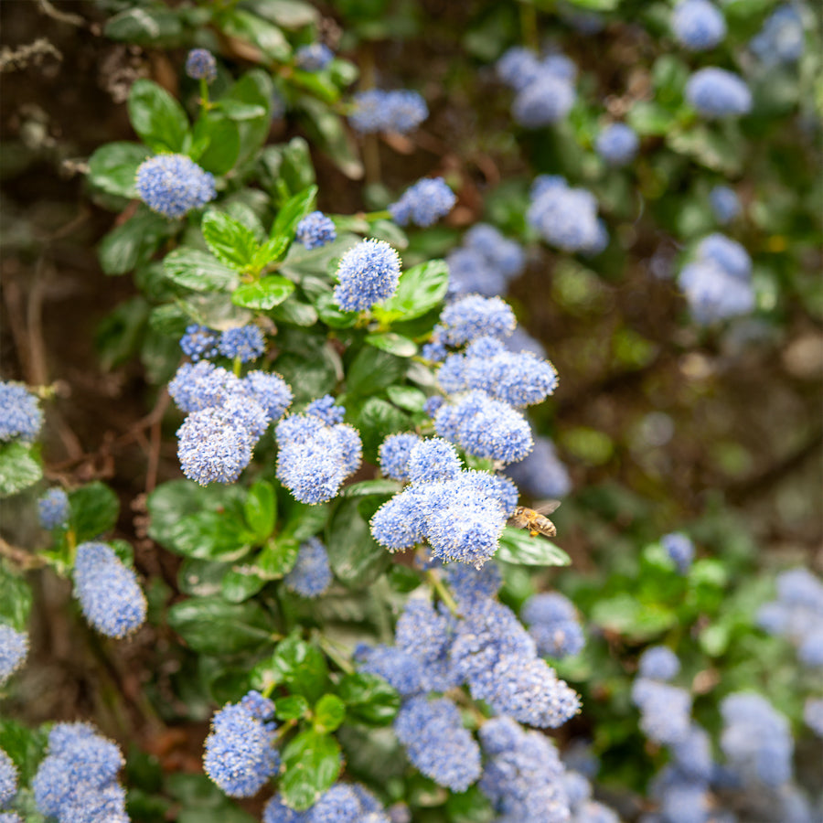 Céanothe Yankee point - Lilas de californie - Ceanothus griseus Yankee Point - Bakker