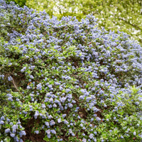 Céanothe Yankee point - Lilas de californie - Ceanothus griseus Yankee Point - Bakker