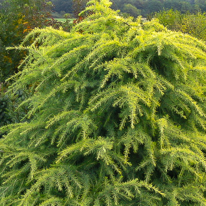 Cèdre du Liban - Cedrus libani | Achat en ligne sur Bakker.com