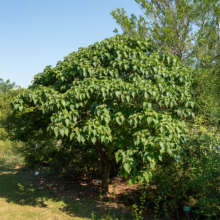 Arbre du clergé - Bakker