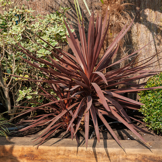 Cordyline australis Burgundy Spire® - Bakker