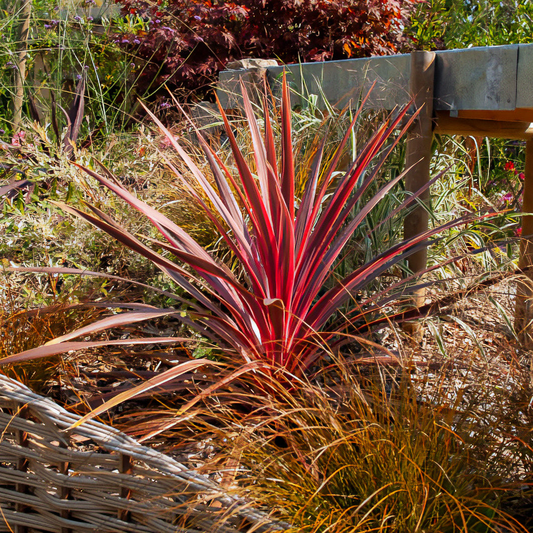 Cordyline australis Pink Passion® - Cordyline australis Pink Passion® - Cordyline