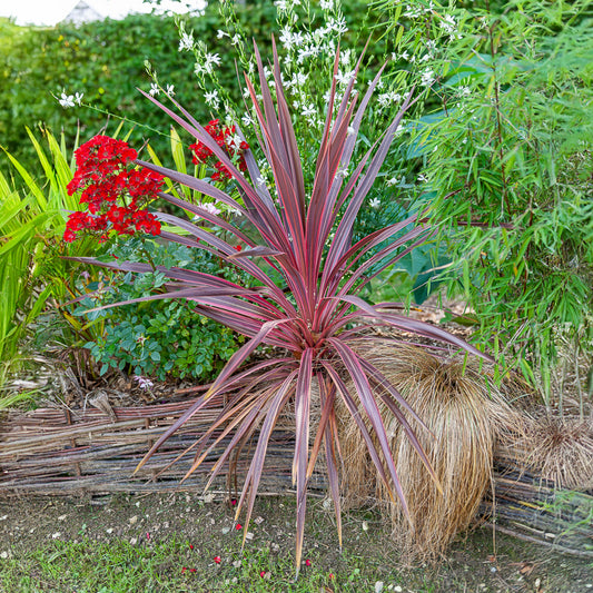 Cordyline australis Pink Passion® - Bakker