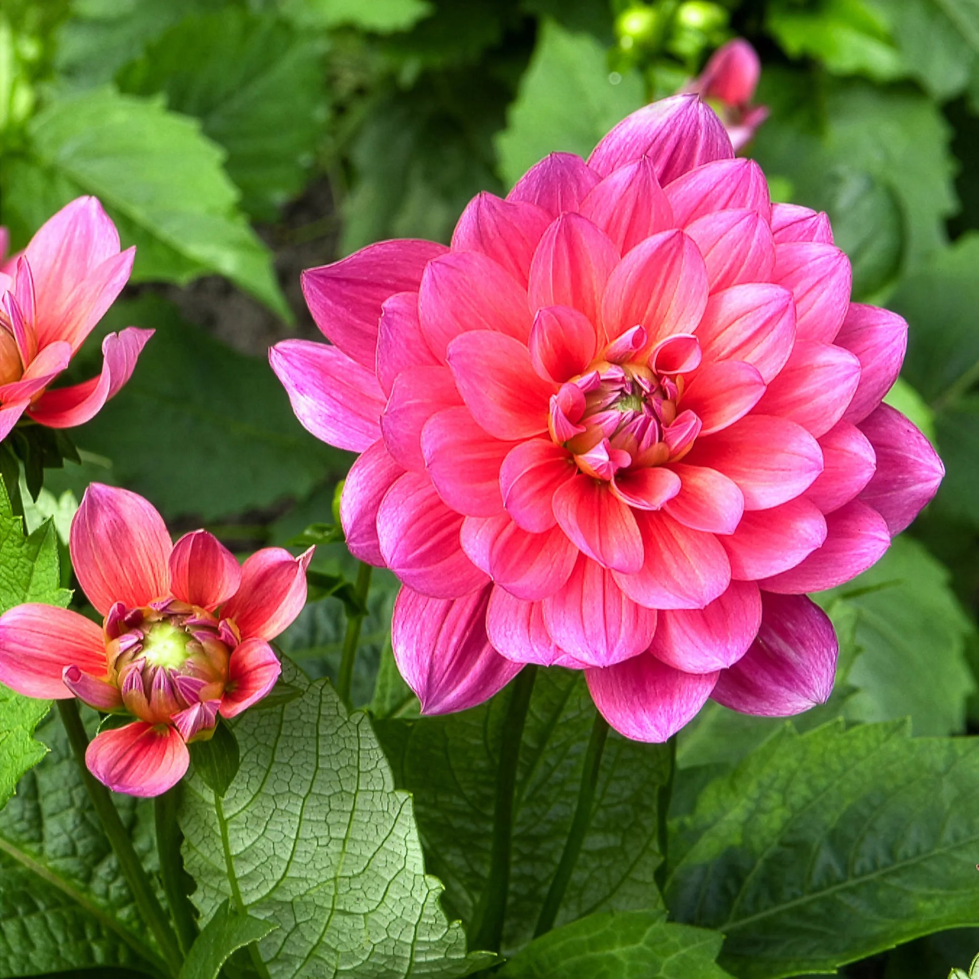 Dahlia Berliner Kleene - Dahlia nain Berliner Kleene - Bulbes de Dahlia