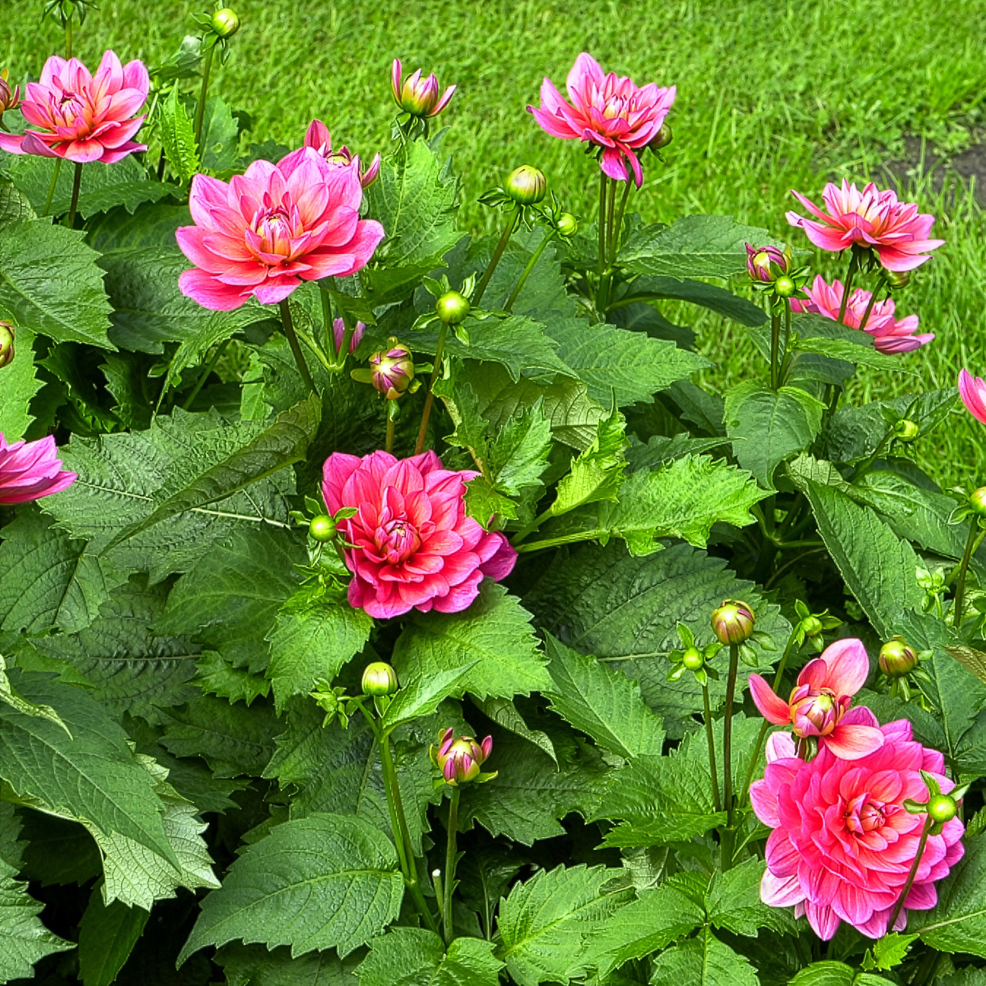 Bulbes de Dahlia - Dahlia nain Berliner Kleene - Dahlia Berliner Kleene
