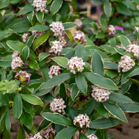 Daphne Aureomarginata - Daphne odora Aureomarginata - Bakker