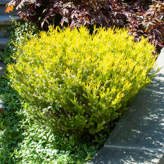 Diosma Sunset Gold - Plante du pêcheur - Bakker