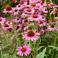 Échinacée pourpre Augustkönigin - Echinacea purpurea Augustkönigin - Bakker