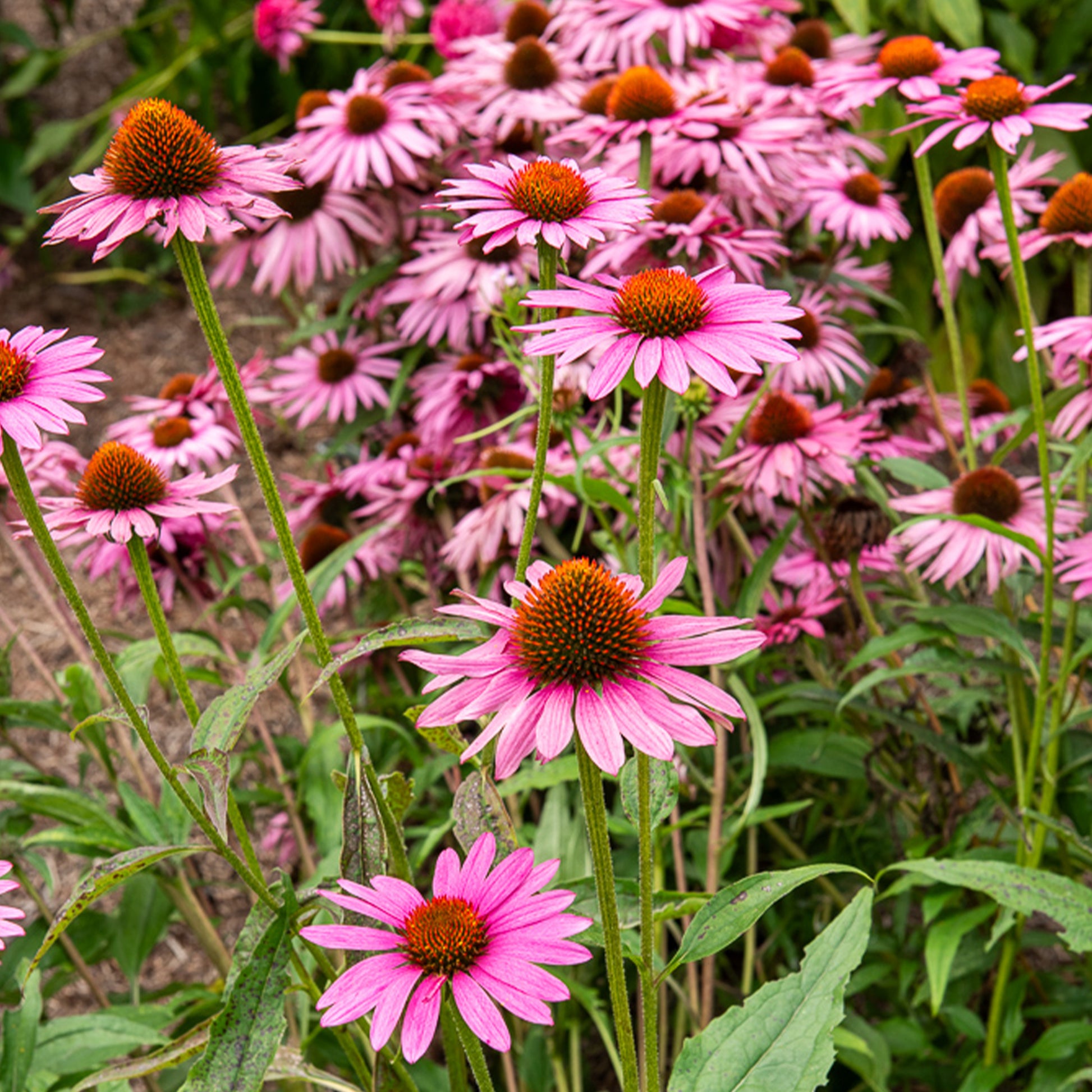 Échinacée pourpre Augustkönigin - Echinacea purpurea Augustkönigin - Bakker