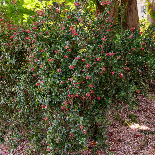 Escalonia Donard Seedling - Bakker