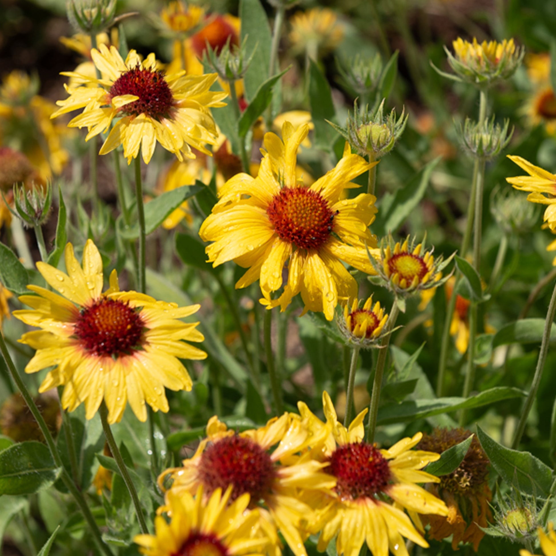 Gaillarde Amber Wheels - Bakker