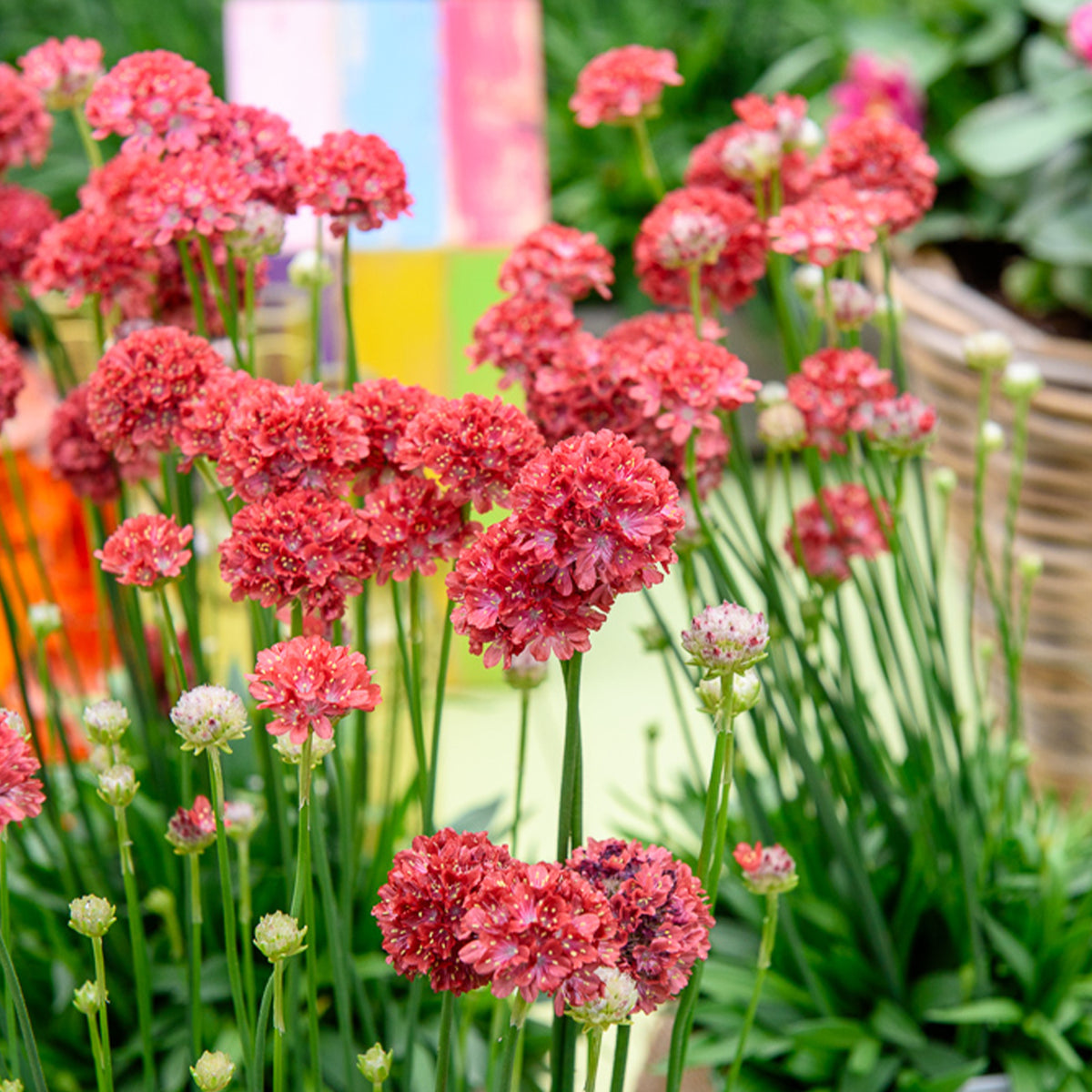 Armeria pseudarmeria Ballerina Red - Gazon d'Espagne Ballerina rouge - Gazon d'Espagne