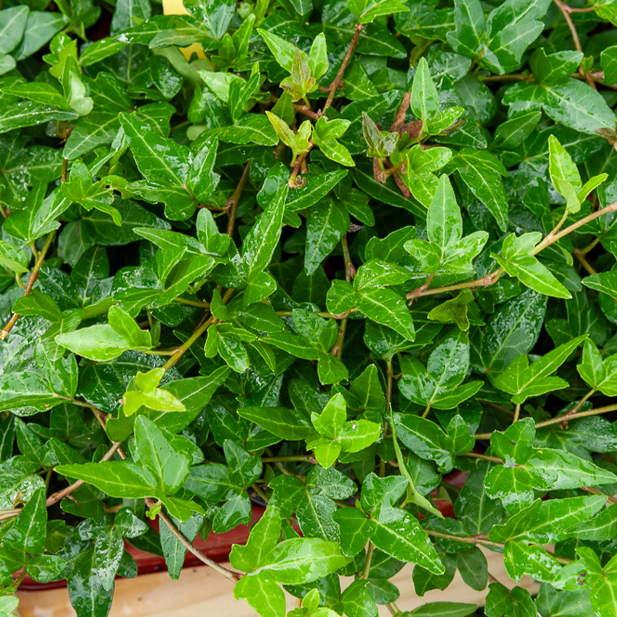 Lierre commun nain Shamrock - Hedera helix Shamrock - Bakker