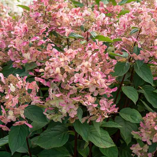 Hortensia paniculé Wims Red - Bakker