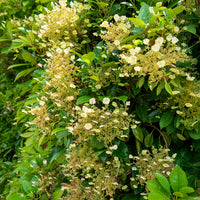 Hortensia grimpant et persistant - Hydrangea seemanii - Bakker