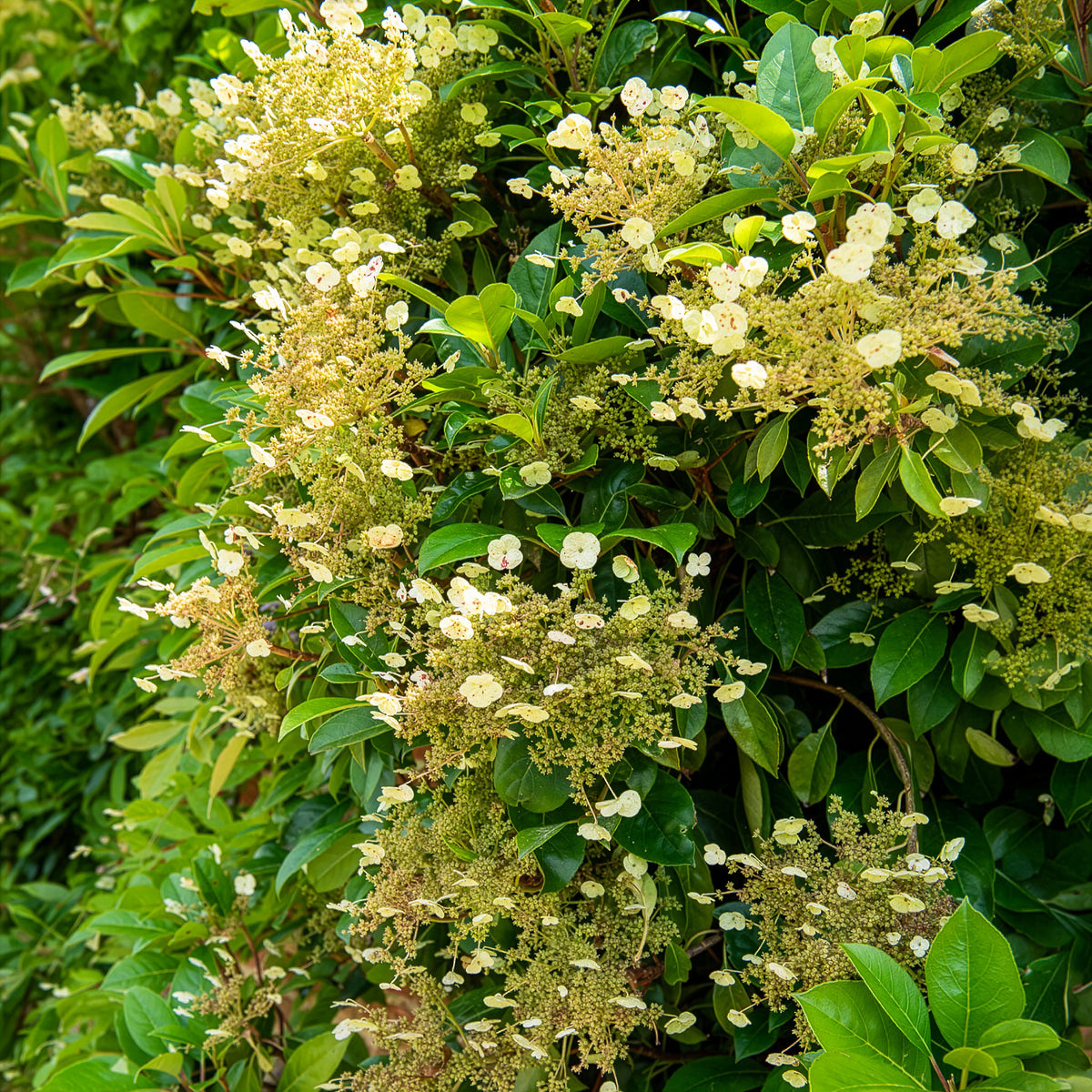 Hortensia grimpant et persistant - Hydrangea seemanii - Bakker