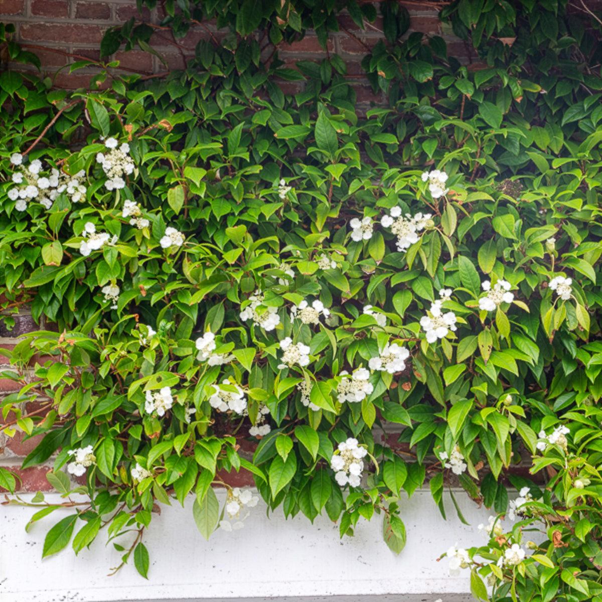 Hortensia grimpant et persistant - Bakker