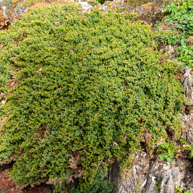 Juniperus procumbens Nana - Genévrier rampant Nana - Plantes couvre-sol