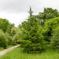 Mélèze d'Europe - Larix decidua - Bakker