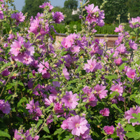 Lavatère Bredon Springs - Lavatera Bredon Springs - Bakker